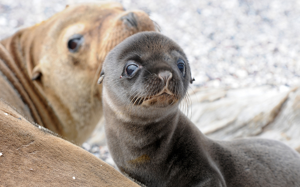 Image: Sea lion shocks visitors, staff as it visits a gift shop