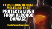 Feds-Block-Herbal-Molecule-Protects-Liver-Alcohol-Damage-480