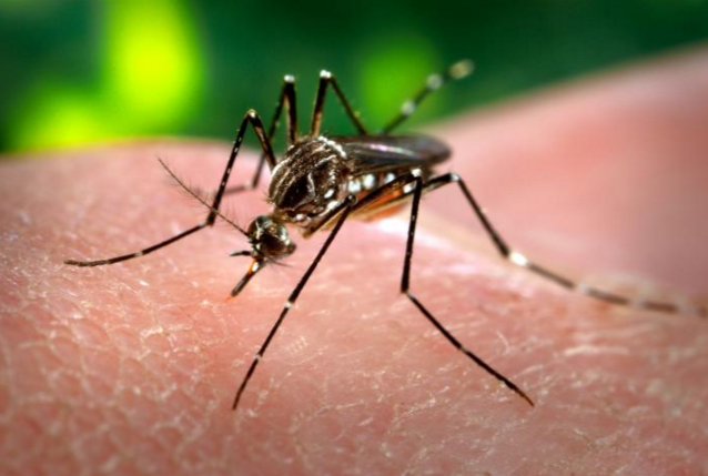 Image: Zika Hype Spreading Panic Pandemic