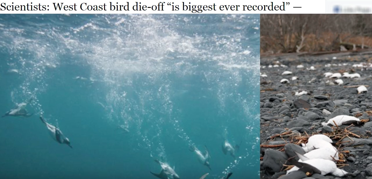 Image: Massive Animal Die Off/West Coast/Alaska