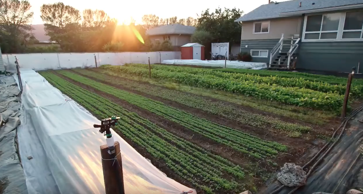 Image: URBAN FARMER – HOW TO: Turn your lawn into an urban farm (Video)