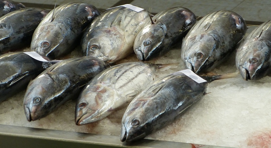 Image: WARNING FISH EATERS – Pollutants In Fish May Prevent Humans From Expelling Toxins (Audio)