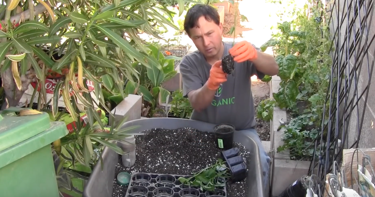 Image: How and when to transplant your seedlings (Video)