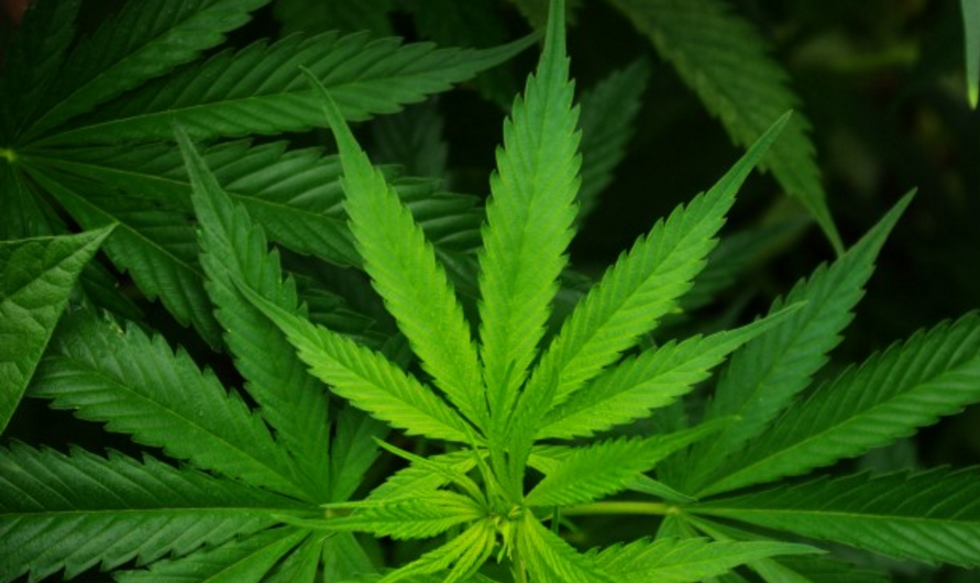 Image: Portland startup maps cannabis genome to protect weed from Monsanto patenting (Audio)