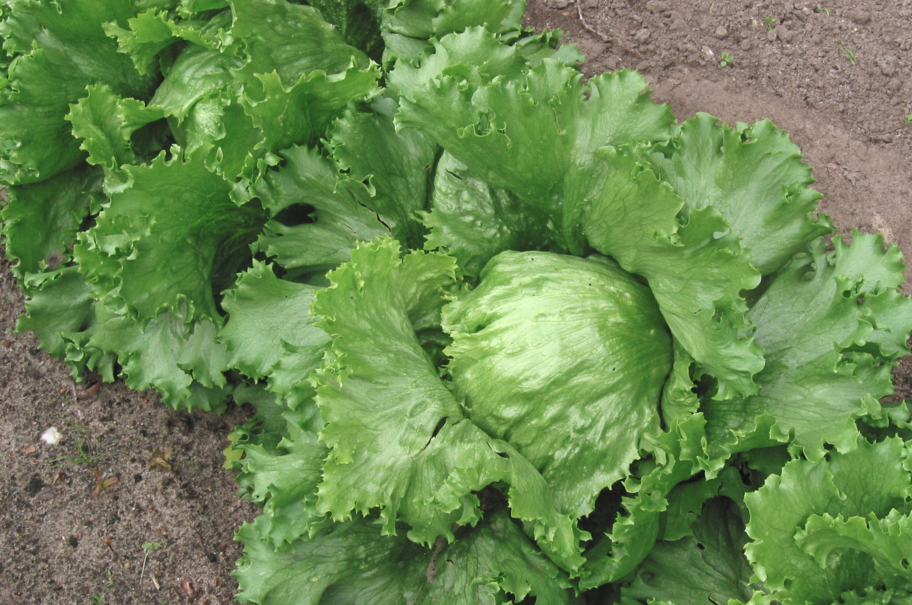 Image: 3 reasons you should never grow Iceberg lettuce (Video)