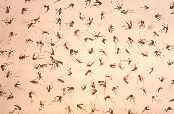 Image: Scientists Say: Getting a Zika shot may soon be the new normal (Audio)