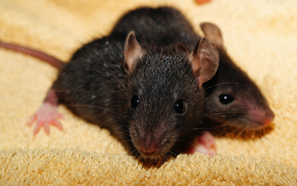 Image: Study finds Burgers contain rat and human DNA (Audio)