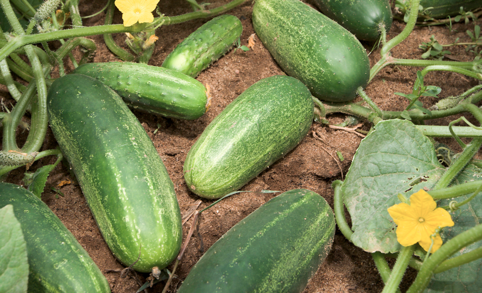 Image: Cucumber planting and front yard summer squash (Video)