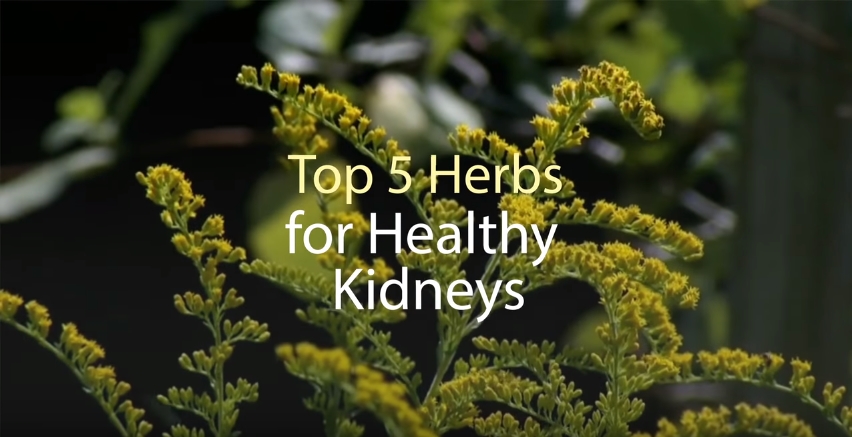 Image: Top 5 Herbs For Healthy Kidneys (Video)