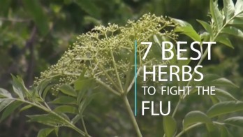 7 best herbs to fight the flu