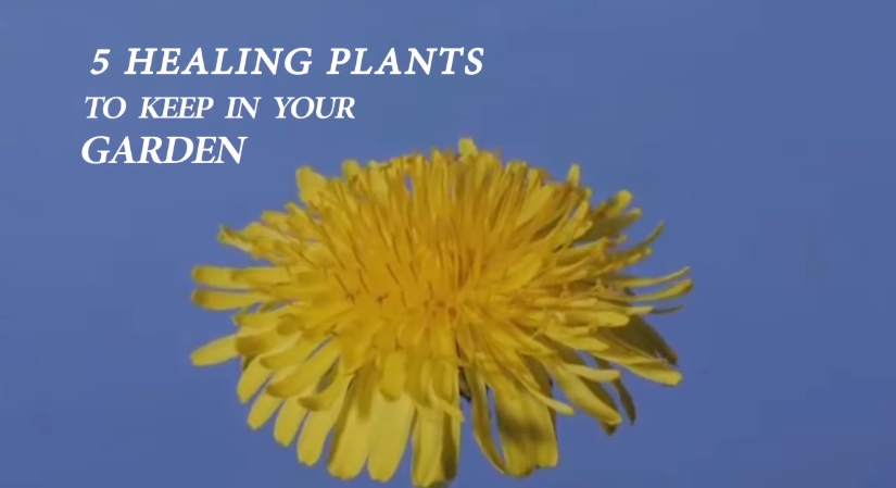 Image: 5 Healing Plants To Keep In Your Garden (Video)