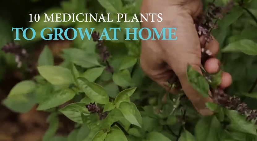 Image: 10 Medicinal Plants to Grow at Home (Video)
