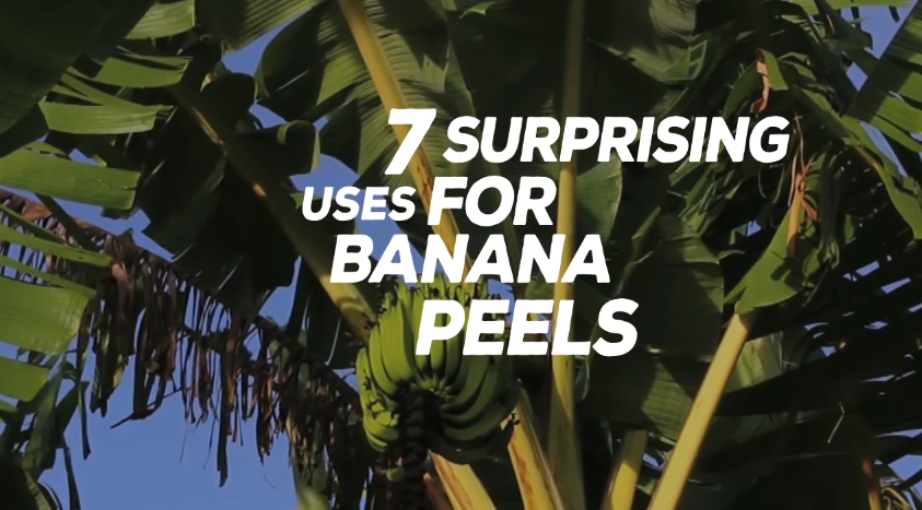 Image: 7 Surprising Uses for Banana Peels (Video)