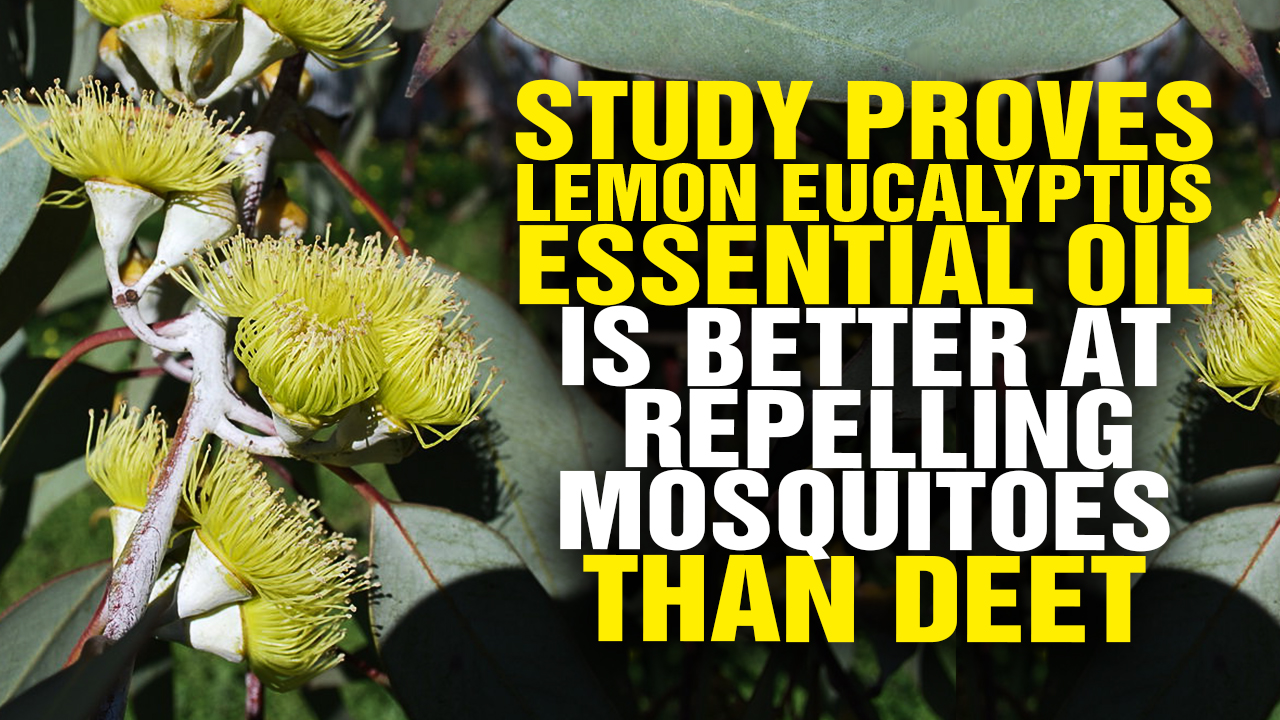 Image: Study Proves Lemon Eucalyptus Essential Oil Is Better at Repelling Mosquitoes Than DEET (Video)