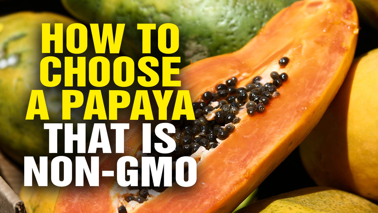 Image: Tips on How to Choose a Papaya That Is Non-GMO (Video)