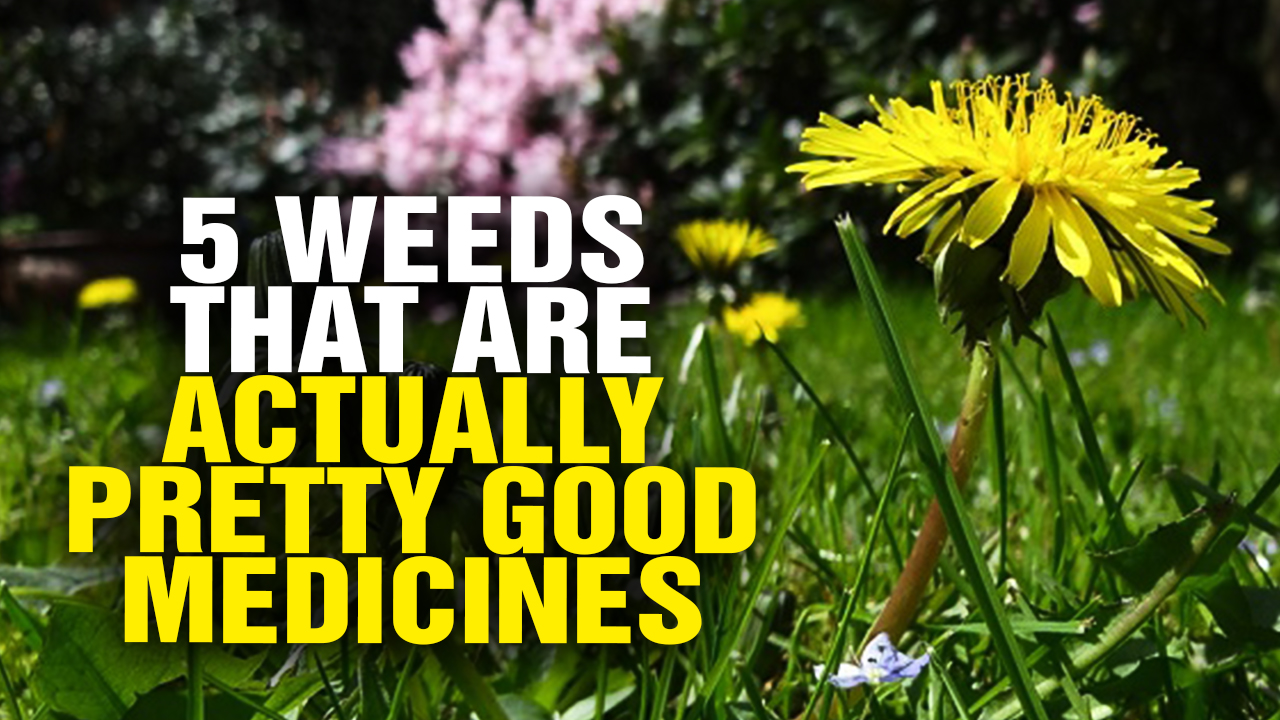 Image: 5 weeds that are actually pretty good medicines (Video)