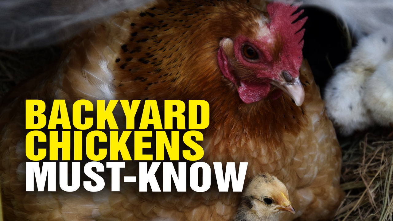Image: BACKYARD CHICKENS: What You Need to Know (Video)