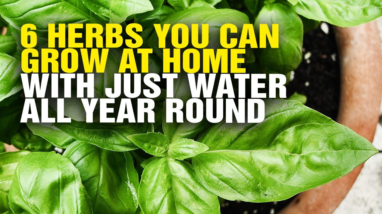 6 Herbs You Can Grow at Home with Just Water All Year Round (Video)