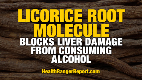 Image: Licorice root molecule blocks liver damage from consuming alcohol
