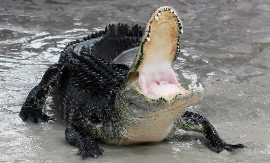 Image: Customer throws alligator through drive-thru