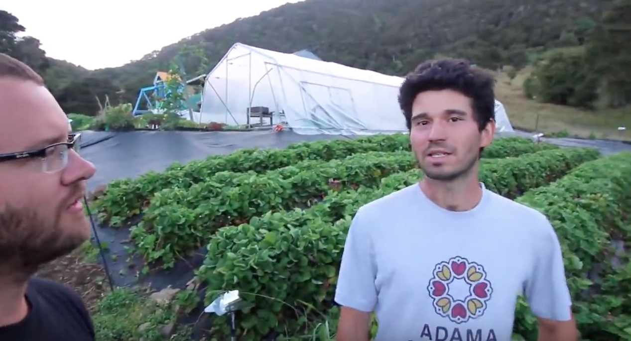 Image: The Urban Farmer – HOW TO: Grow Intensive Organic Strawberries (Video)