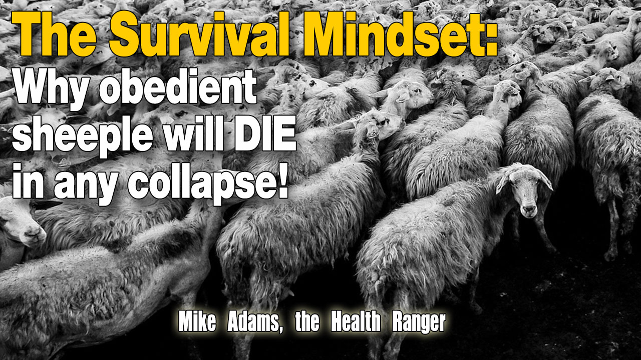 Image: The Survival Mindset: Why obedient sheeple will die in any collapse! (Audio)