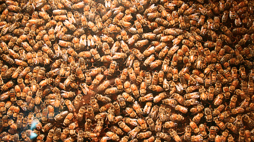 Image: Arizona hiker dies after being stung by 1,000 bees (Video)