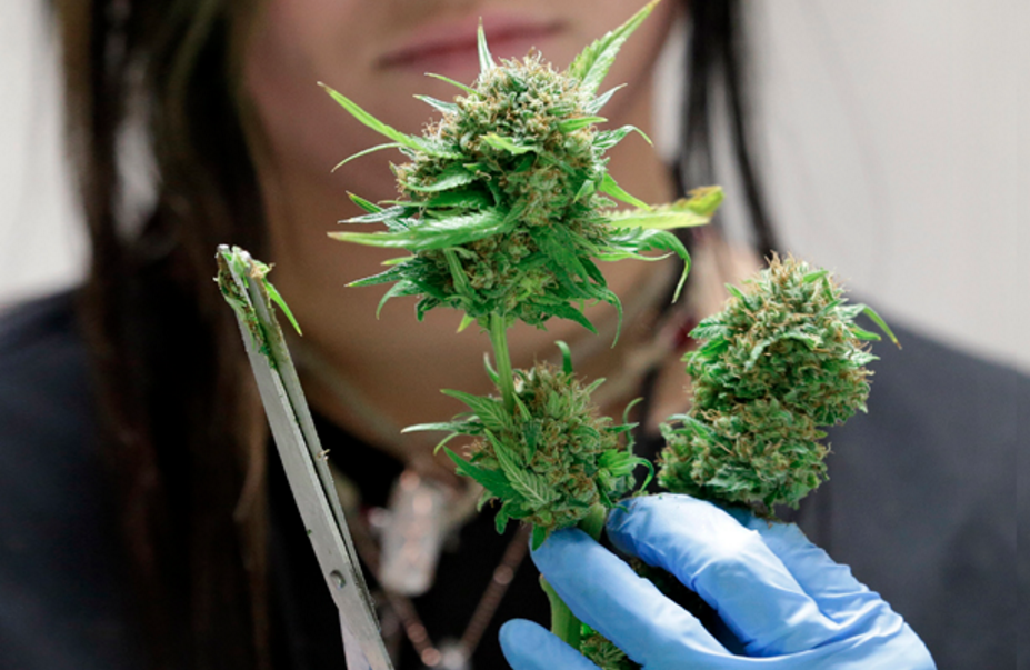 Image: The brainy plant – learn how marijuana keeps the mind in tip-top shape (Audio)