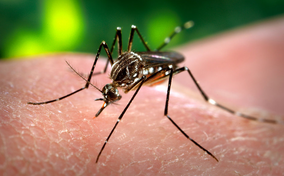 Image: Cases of Zika virus triples in US (Audio)