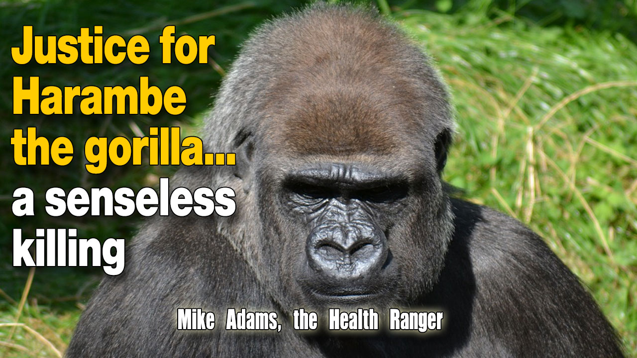 Image: Justice for ‘Harambe’ the gorilla… a senseless killing (Audio)