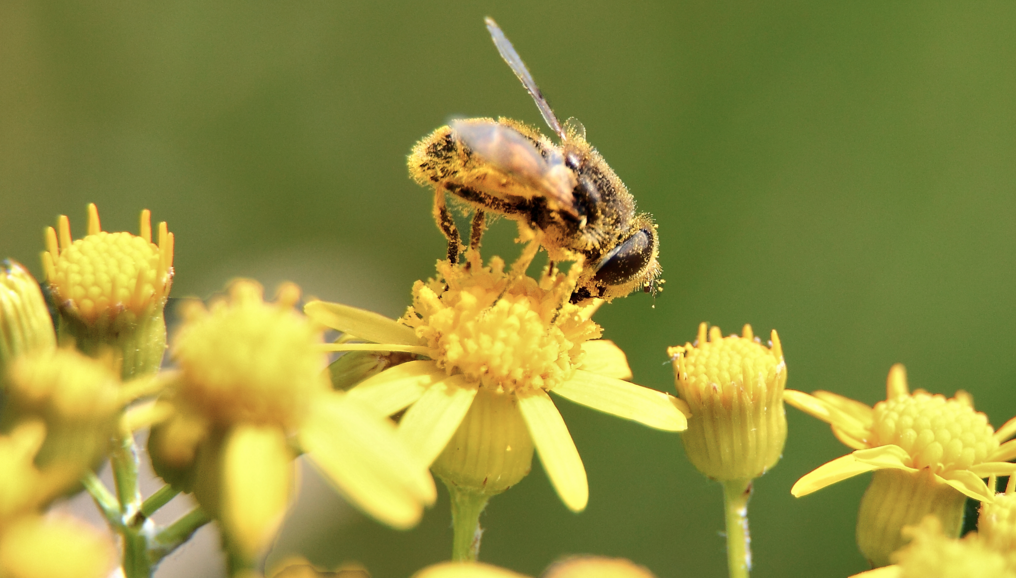 Image: Steven Breitbach & Maryam Henein: Honey, we shrank the bees (Audio)