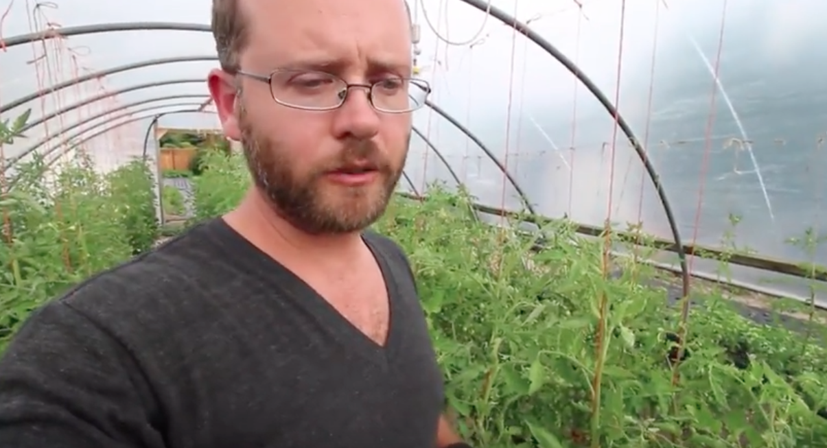 Image: HOW TO: Manage intensive tomatoes (Video)