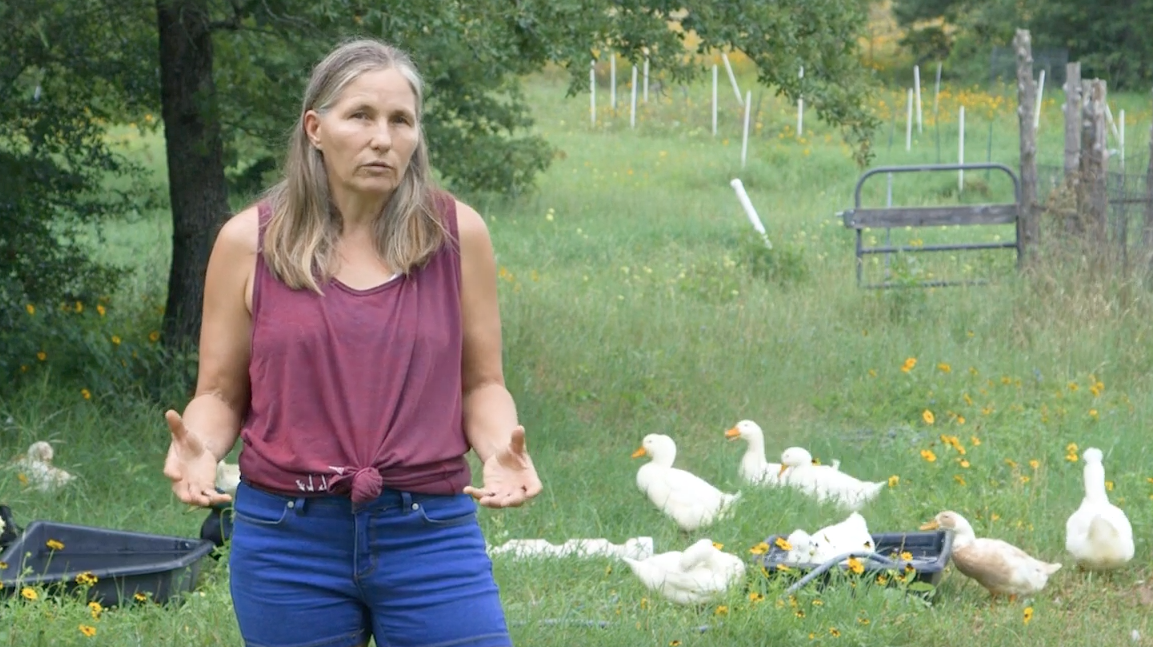 Image: Why switch from chickens to ducks? Homesteading basics (Video)
