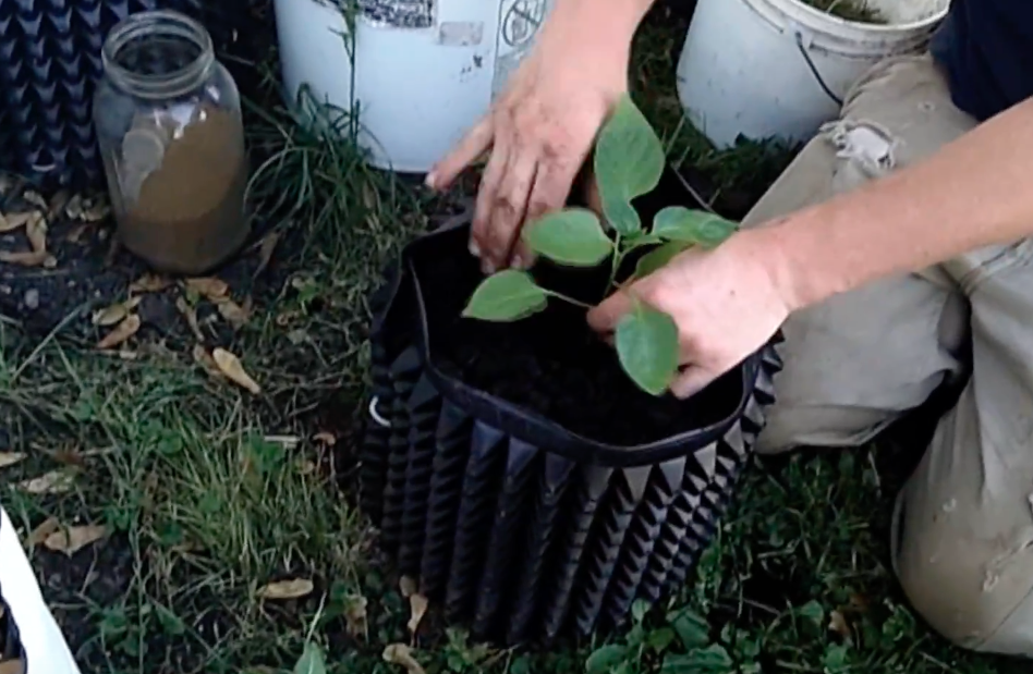 Image: Growing peppers in containers – quick tip (Video)