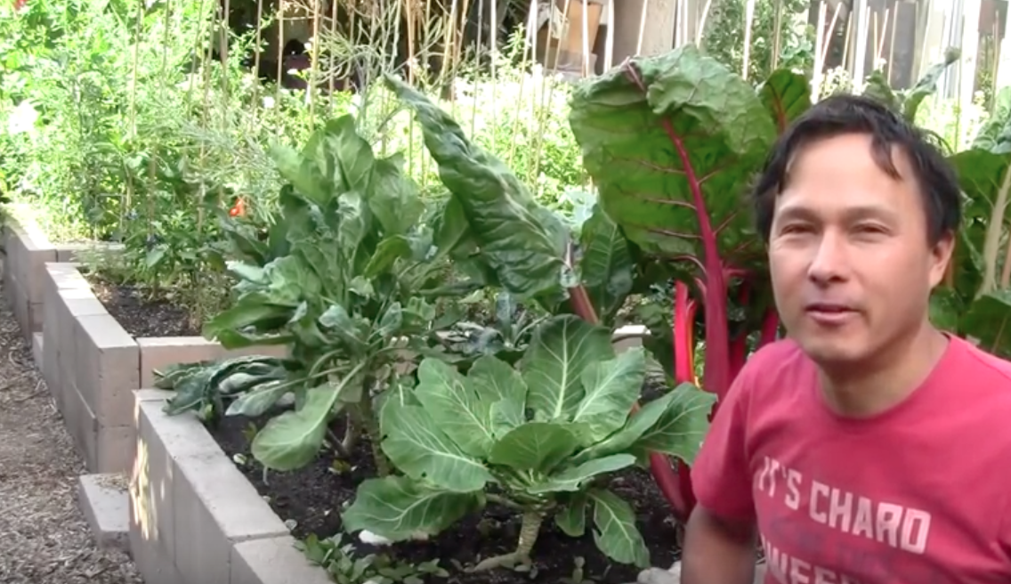 Image: Cinder block raised garden bed without mortar fail – 2 year update (Video)