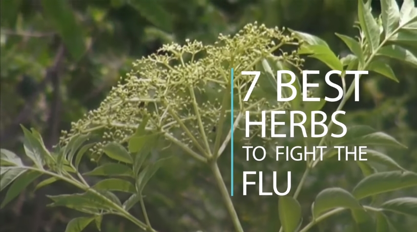Image: 7 Best Herbs To Fight The Flu (Video)