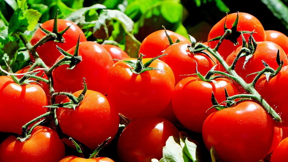 Image: Determinate vs indeterminate tomatoes (Video)