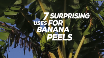 Banana Peels