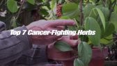 Cancer Fighting herbs