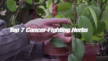 Cancer Fighting herbs