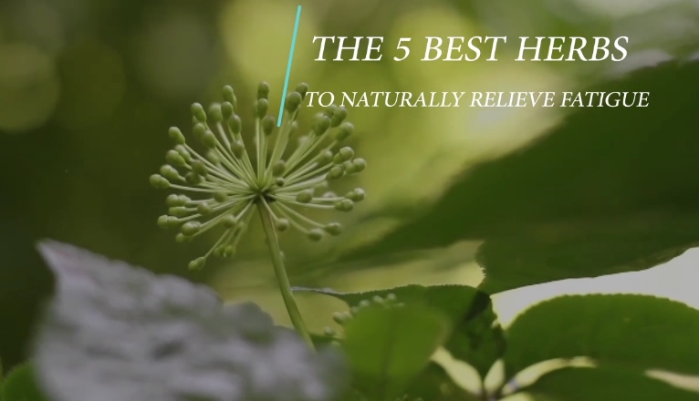 Image: The 5 Best Herbs to Naturally Relieve Fatigue (Video)