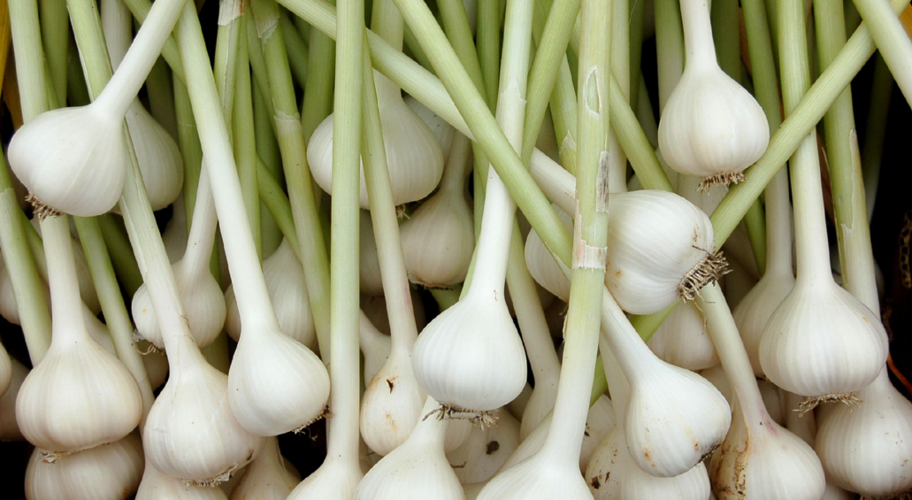 Image: Garlic harvest, basil planting & more (Video)