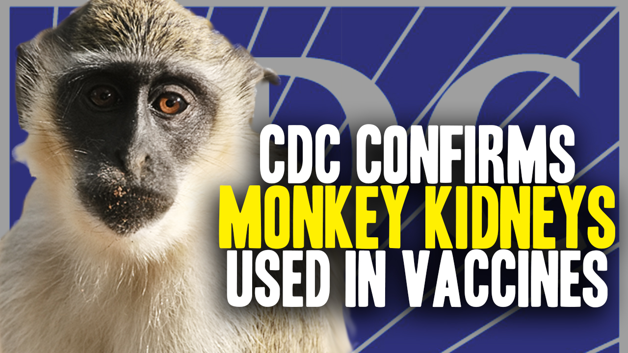 Image: CDC Confirms Diseased Monkey Kidney Cells Used in Vaccines (Video)