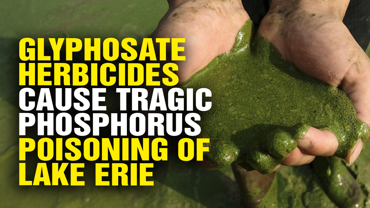 Image: Glyphosate Herbicides Cause Tragic Phosphorus Poisoning of Lake Erie (Video)