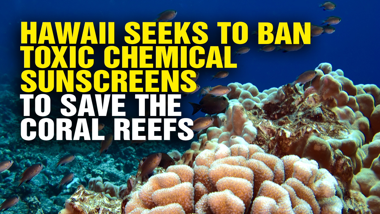 Image: Hawaii Seeks to Ban Toxic Chemical Sunscreens to Save the Coral Reefs from Chemical Decimation (Video)