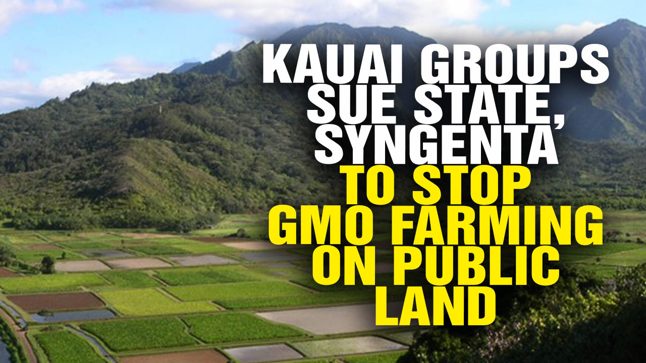 Image: Kauai Groups Sue State, Syngenta to Stop GMO Farming on Public Land (Video)