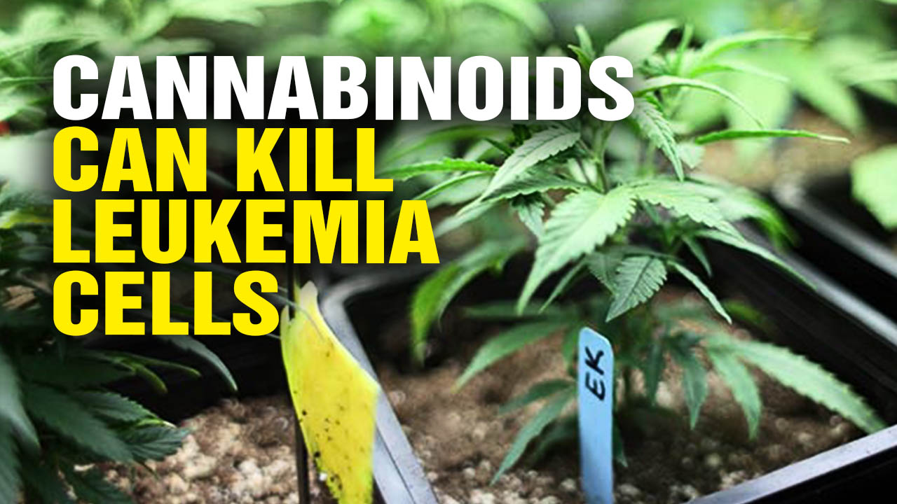 Image: Cannabinoids Can Successfully Kill Leukemia Cells, Reveals Groundbreaking New Study (Video)