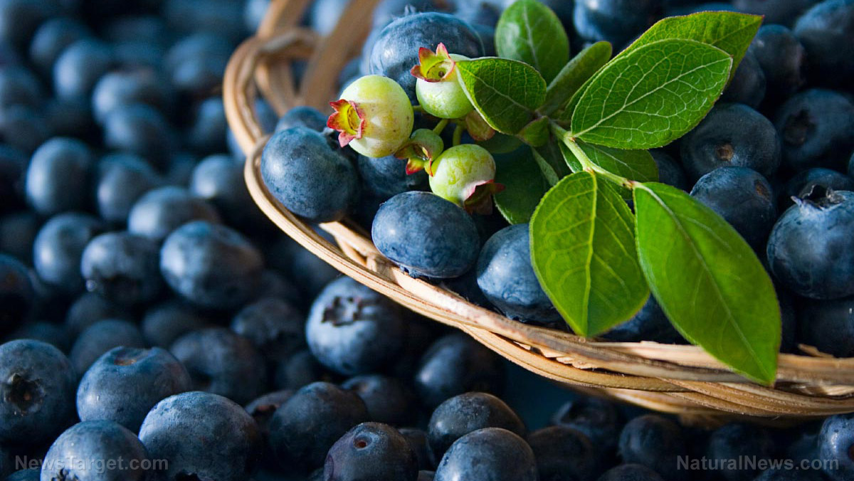 Image: Blueberries revealed as “miracle medicine” for heart, brain and digestive health (Video)