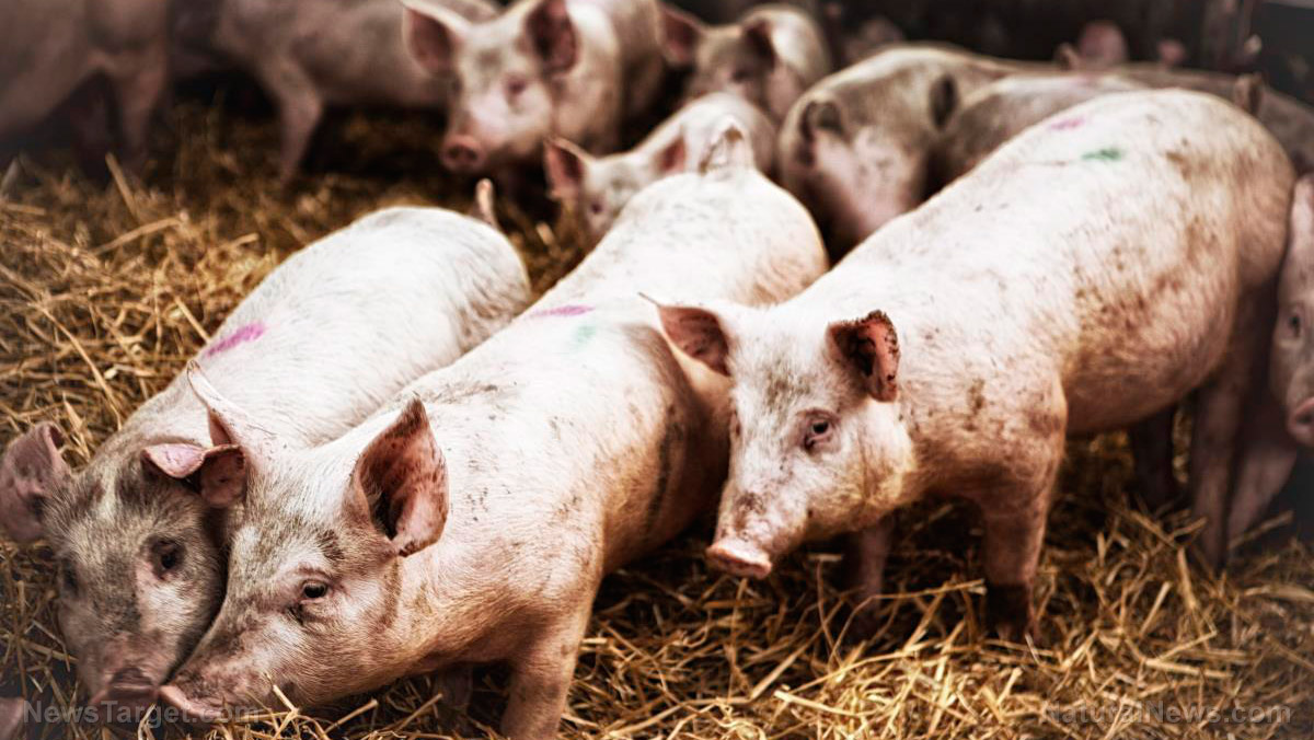 Image: Pigs to Be Bred and MURDERED for Organ Transplants into Humans (Video)
