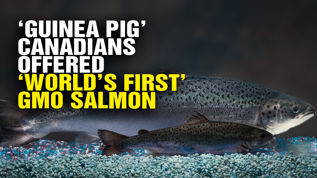 Image: ‘Guinea Pig’ Canadians Offered ‘World’s First’ GMO Salmon (Video)